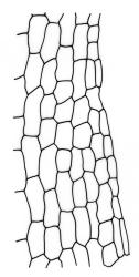 Fissidens hylogenes, laminal cells, margin of vaginant lamina. Drawn from J.E. Beever 86-83, AK 291817.
 Image: R.C. Wagstaff © Landcare Research 2014 